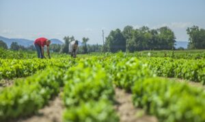 Premiação busca destacar soluções que tornem a agropecuária sustentável mais eficiente, competitiva e alinhada aos desafios do futuro.
