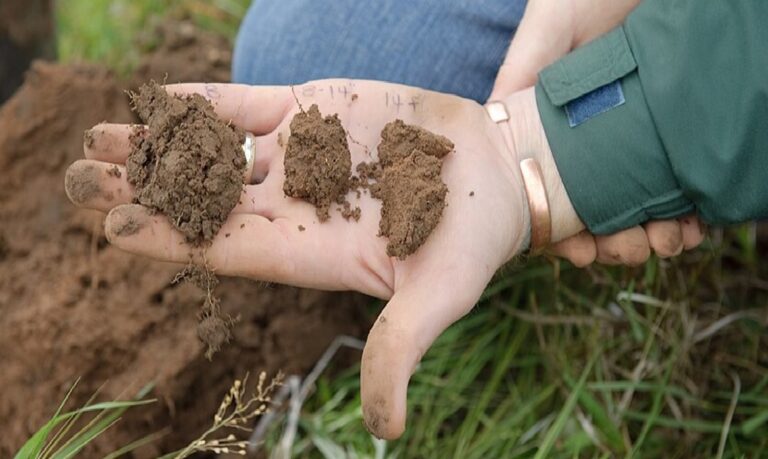 Embora os resultados sejam promissores, o projeto do Novo fertilizante inteligente ainda depende de novos investimentos para avançar às próximas fases de desenvolvimento.