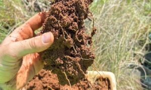 Produzida com apoio da Escola Superior de Agricultura Luiz de Queiroz (Esalq/USP), a publicação reúne experiências e aplicações reais que fortalecem o manejo do solo no campo.
