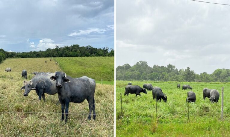 A Fazenda Experimental da Ufam participa da 48ª Expoagro com exposição de búfalas e ações voltadas à divulgação de ensino, pesquisa e extensão.