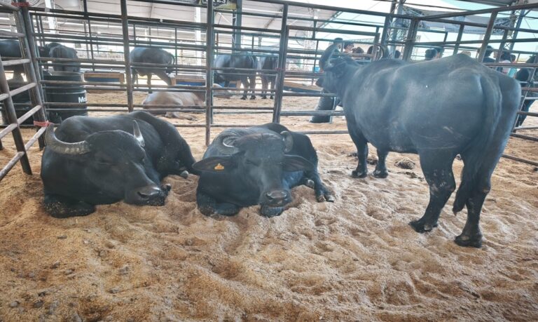 Ciência prática na arena - Estudantes de Zootecnia transformam o parque de exposições em sala de aula de campo e estreitam laços com produtores locais.