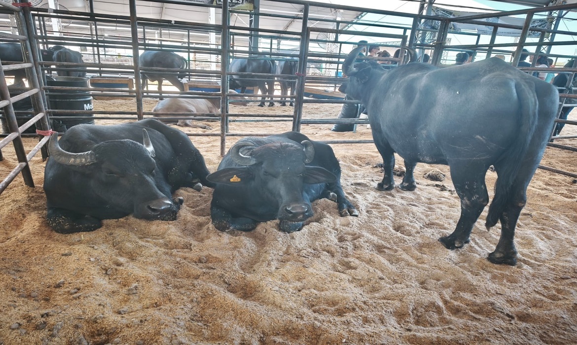 Ciência prática na arena - Estudantes de Zootecnia transformam o parque de exposições em sala de aula de campo e estreitam laços com produtores locais.