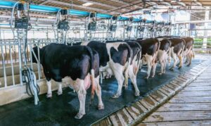 Medida prevê linhas de financiamento com juros reduzidos, subvenção nos custos de produção e prioridade para compra do produto nacional em programas governamentais.