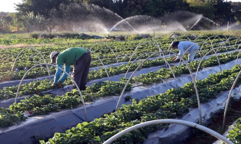 Resposta ao impacto climático - Expansão da demanda por financiamento da agricultura familiar ocorre após eventos estremos prejudicarem lavouras em diversas regiões do país.