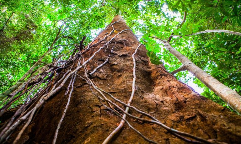 Florestas plantadas ocupam 10,4 milhões de hectares no país.