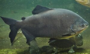 Pesquisadora do Inpa alerta para captura de peixes pequenos e redução de fêmeas adultas em áreas de pesca.