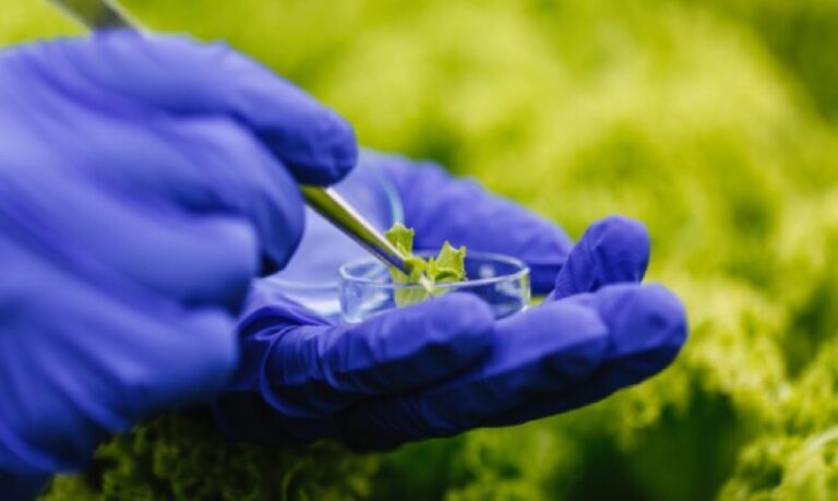 Marco legal e produção descentralizada posicionam o Brasil na vanguarda da agricultura tropical regenerativa.