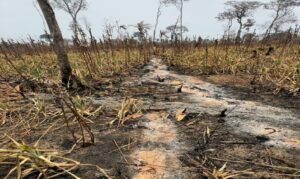 Aproveitamento de resíduos vegetais ajuda a conservar a umidade e proteger a terra contra a erosão.