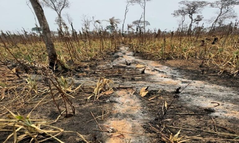 Aproveitamento de resíduos vegetais ajuda a conservar a umidade e proteger a terra contra a erosão.