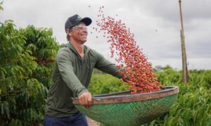 Assistência técnica, crédito, comercialização e sustentabilidade ajudam produtores a enfrentar os desafios do setor.