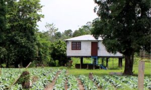 Projeto prevê critérios para descontos em financiamentos do Pronaf quando os preços de mercado caírem.