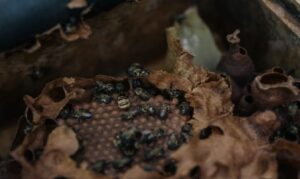 Ações da ONG Mãos que Ajudam capacitam moradores e valorizam méis nativos com sabores únicos do bioma amazônico.