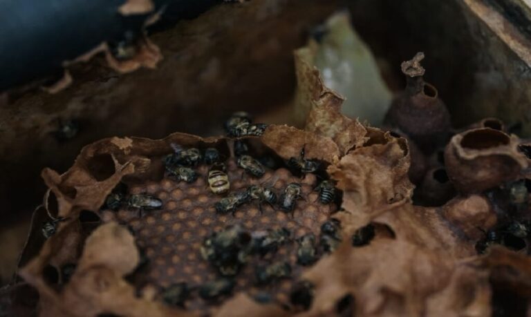 Ações da ONG Mãos que Ajudam capacitam moradores e valorizam méis nativos com sabores únicos do bioma amazônico.