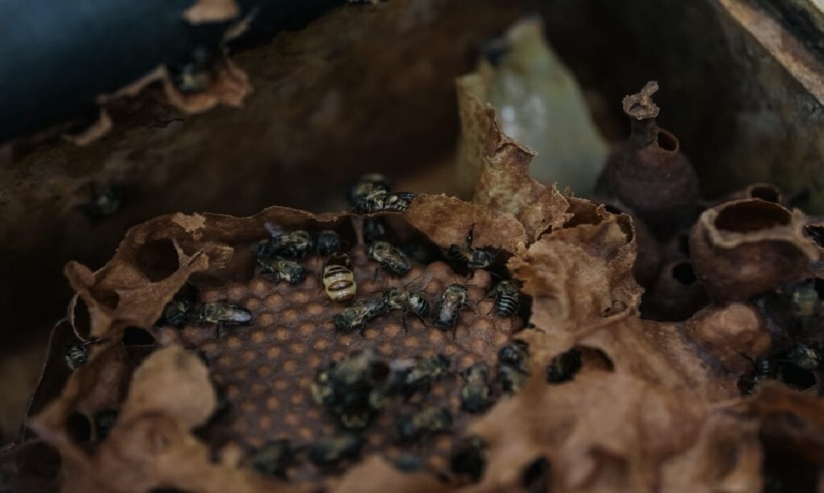 Ações da ONG Mãos que Ajudam capacitam moradores e valorizam méis nativos com sabores únicos do bioma amazônico.