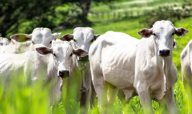 Procedimento pode ser realizado pela internet ou presencialmente nas unidades da Agência de Defesa Agropecuária de Roraima.