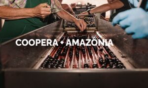 A iniciativa prevê atender cerca de 6 mil famílias e 50 cooperativas nos estados do Acre, Amazonas, Maranhão, Pará e Rondônia.