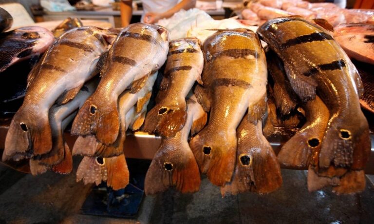 Pesca artesanal, agricultura familiar, extrativismo e comunidades indígenas estão entre os públicos contemplados.
