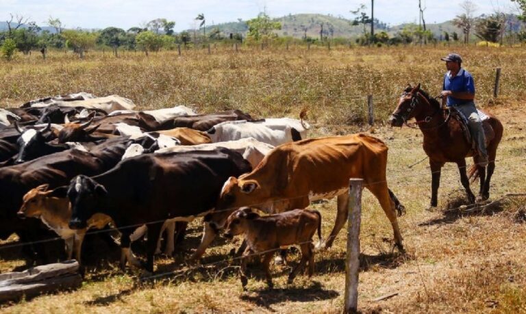 Medida exige identificação individual dos animais para liberação de financiamentos agropecuários na região.