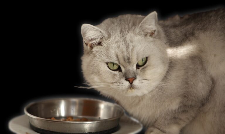 Diferente do que se acreditava, a melhora clínica dos felinos não depende do aumento na digestibilidade ou no aproveitamento dos alimentos.