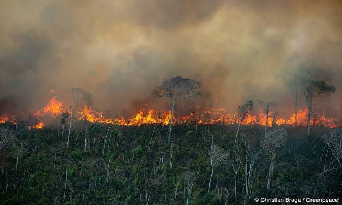 Intervenções humanas inadequadas, estresse por captura e intoxicação por fumaça causam mortes silenciosas após as queimadas.